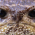 :iconuralowa:
