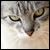 :iconurbanov: