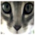 :iconUrbanRider: