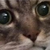 :iconursusnigra: