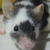 :iconuruki-chihuahua: