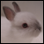 :iconusagi-foofoo: