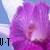 :iconUsagi-Talez: