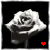 :iconuselessflowers: