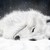 :iconutsukushifantasy: