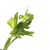 :iconv8cookie02plz: