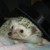 :iconv-skunk: