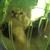 :iconvaarsuvius-rosha11: