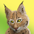 :iconvachefoule: