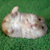 :iconvaelynphi: