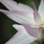 :iconvaishali-gir: