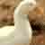 :iconvalareebrill: