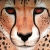 :iconvaldenish: