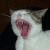:iconvalholl: