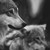 :iconvalia-wolf: