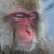 :iconvalicito: