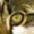 :iconvalkyrienohime: