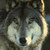 :iconvalooh-asakoora: