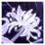 :iconvalsharea: