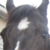 :iconvampcatz: