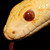 :iconvampiralanimefreak: