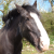 :iconvampire-pixie: