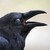 :iconvampire691: