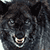 VampireFangPrincess :iconvampirefangprincess: