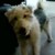 :iconvampirella890: