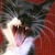 :iconvampirellover:
