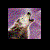 :iconvampirelover789moon: