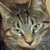 :iconvampiress1992: