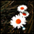 :iconvampiresybelle-stock:
