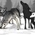:iconvampirewolf29: