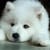 :iconvampirewolfcub: