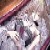 :iconvampiric-apricot: