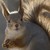 :iconvancouverpeewee: