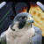 :iconvandelvanart:
