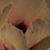:iconvanique: