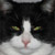 :iconvannia: