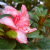 :iconvapor-in-the-wind: