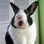 :iconvarsha4294:
