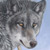 :iconvarulfur: