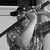 :iconvashogunartist:
