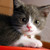 :iconvectorbackgrounds: