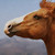 :iconveerdesigns: