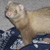 :iconvegandragon: