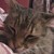 :iconvegetariancatlover: