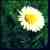 :iconveggie-22: