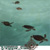 :iconveggie-runt: